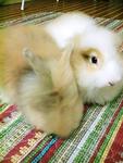 Kevion - Angora Rabbit Rabbit