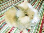 Kevion - Angora Rabbit Rabbit