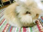 Kevion - Angora Rabbit Rabbit