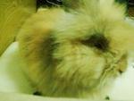 Kevion - Angora Rabbit Rabbit