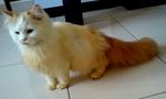 Mao Mao - Domestic Long Hair + Calico Cat