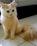 Mao Mao - Domestic Long Hair + Calico Cat