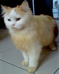 Mao Mao - Domestic Long Hair + Calico Cat