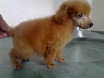 Imported Male Toy Poodle In Hand - Poodle Dog