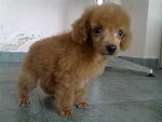 Imported Male Toy Poodle In Hand - Poodle Dog