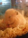 Sarah - Syrian / Golden Hamster Hamster