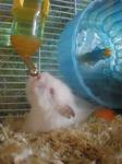 Sarah - Syrian / Golden Hamster Hamster