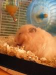 Sarah - Syrian / Golden Hamster Hamster