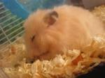 Sarah - Syrian / Golden Hamster Hamster