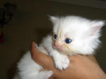 Meet little ^Flackie^ (10 days) --> SOLD