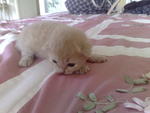 Little ^Cody^ (10 days) --> OWNER'S PET