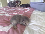 Princess ^Fifi^ (10 days) --> OWNER'S PET