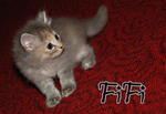 Princess ^Fifi^ (1 1/2 months) --> OWNER'S PET