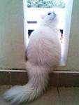 Lady Arwena - Domestic Long Hair Cat