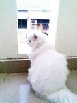 Lady Arwena - Domestic Long Hair Cat