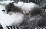 Lady Arwena - Domestic Long Hair Cat