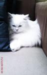 Lady Arwena - Domestic Long Hair Cat