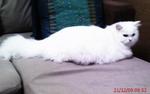 Lady Arwena - Domestic Long Hair Cat