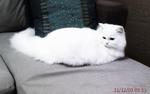 Lady Arwena - Domestic Long Hair Cat