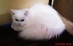 Lady Arwena - Domestic Long Hair Cat