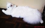 Lady Arwena - Domestic Long Hair Cat