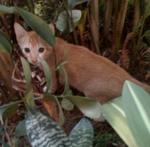 GINGER IN THE JUNGLE