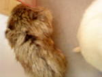 Hamsters!! - Short Dwarf Hamster + Striped Hamster Hamster