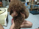 Muffin - Poodle Dog