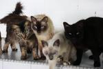 18 Cats For Need Homes!! - Domestic Short Hair Cat