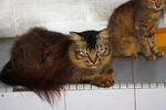 18 Cats For Need Homes!! - Domestic Short Hair Cat