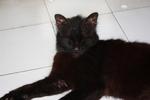 18 Cats For Need Homes!! - Domestic Short Hair Cat