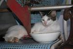 18 Cats For Need Homes!! - Domestic Short Hair Cat