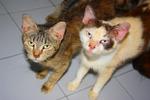 18 Cats For Need Homes!! - Domestic Short Hair Cat