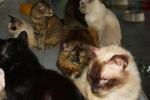 18 Cats For Need Homes!! - Domestic Short Hair Cat