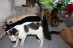 18 Cats For Need Homes!! - Domestic Short Hair Cat