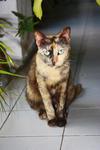 18 Cats For Need Homes!! - Domestic Short Hair Cat