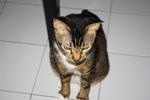 18 Cats For Need Homes!! - Domestic Short Hair Cat