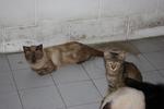 18 Cats For Need Homes!! - Domestic Short Hair Cat