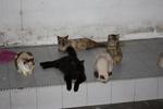 18 Cats For Need Homes!! - Domestic Short Hair Cat