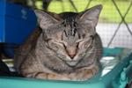 18 Cats For Need Homes!! - Domestic Short Hair Cat