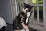 18 Cats For Need Homes!! - Domestic Short Hair Cat