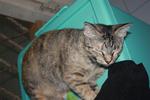 18 Cats For Need Homes!! - Domestic Short Hair Cat