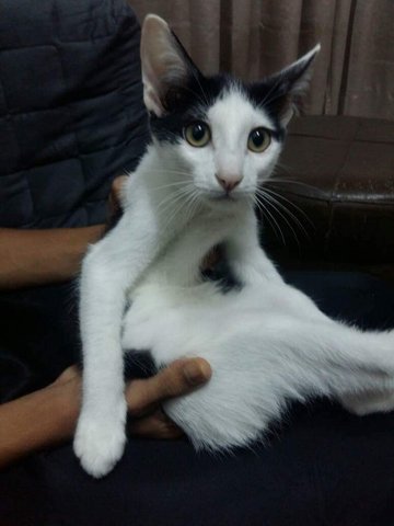 Aryan - Domestic Short Hair Cat