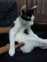 Aryan - Domestic Short Hair Cat