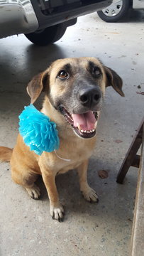 Dini (Spayed&amp;vaccinated) - Mixed Breed Dog