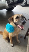 Dini (Spayed&amp;vaccinated) - Mixed Breed Dog