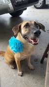 Dini (Spayed&amp;vaccinated) - Mixed Breed Dog