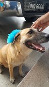 Dini (Spayed&amp;vaccinated) - Mixed Breed Dog