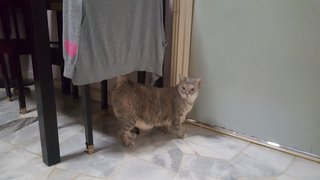 Momo - Domestic Short Hair Cat