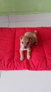 Sunny - Mixed Breed Dog